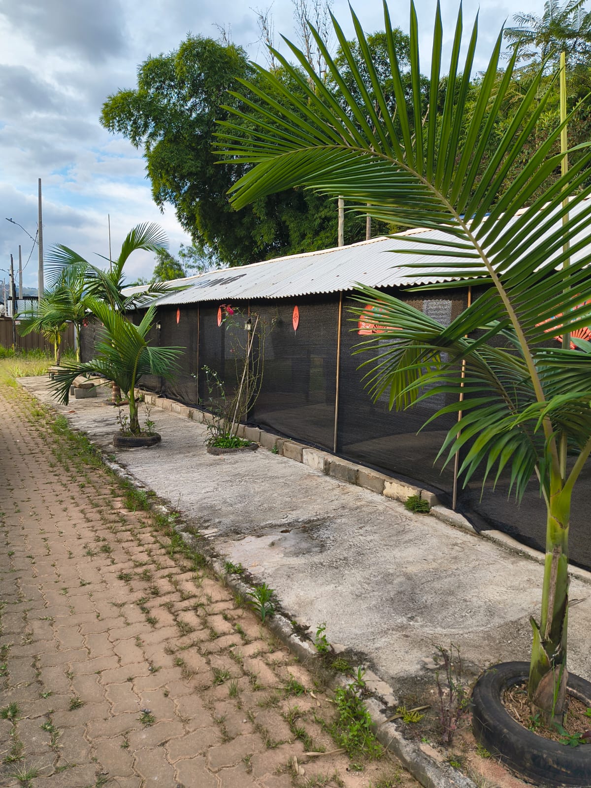 Camping com palmeiras