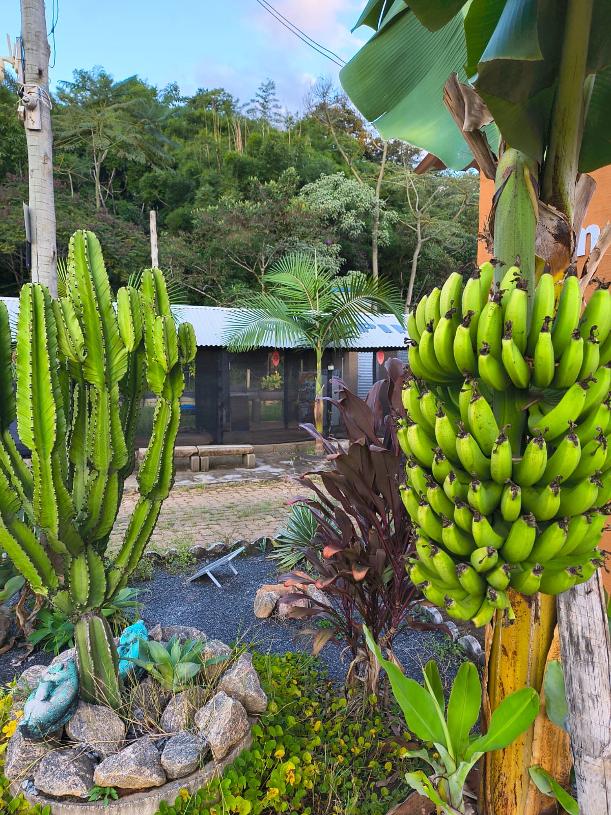 Jardim com bananeira e cacto