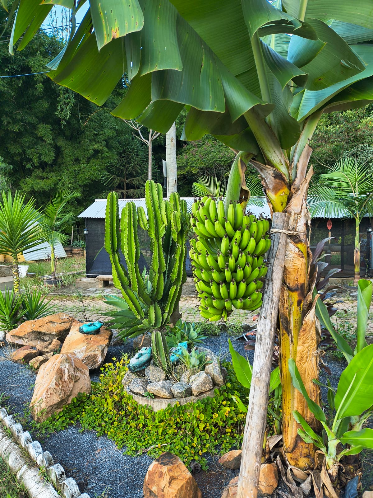 Jardim tropical
